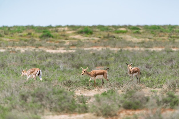 Gazela bócio jeyran em campo. reserva natural de vida selvagem