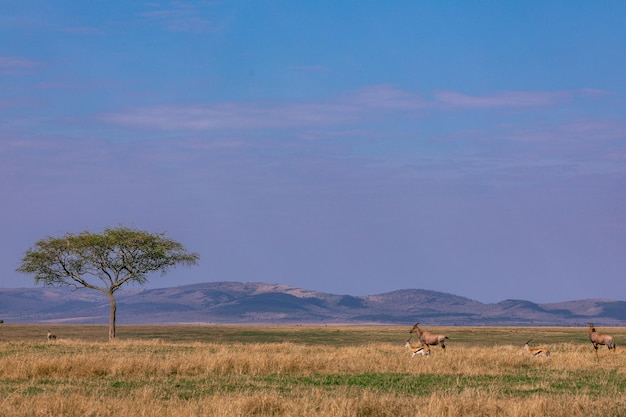 Gazela de Topi Antelope Thomsons