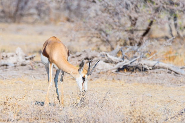 Gazela pastando no mato. Safari da vida selvagem no Parque Nacional Etosha, famoso destino de viagem na Namíbia, África.