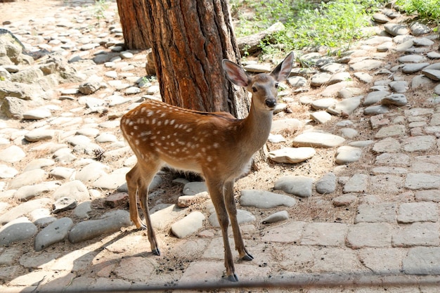 Gazela en el zoológico sobre el fondo de piedra