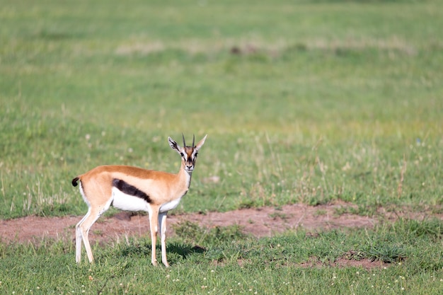 Gazelas de thomson no meio de uma paisagem gramada na savana do quênia