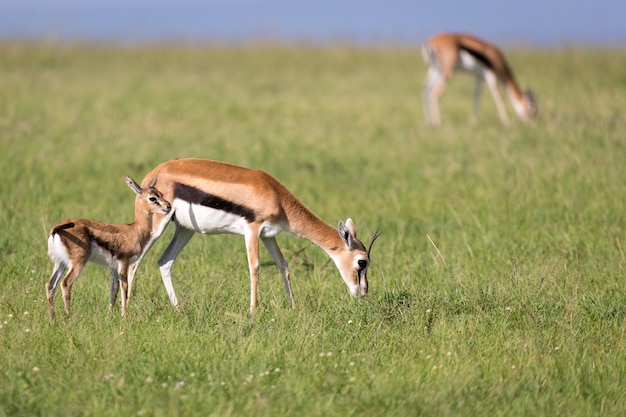 Gazelas de Thomson no meio de uma paisagem gramada na savana queniana