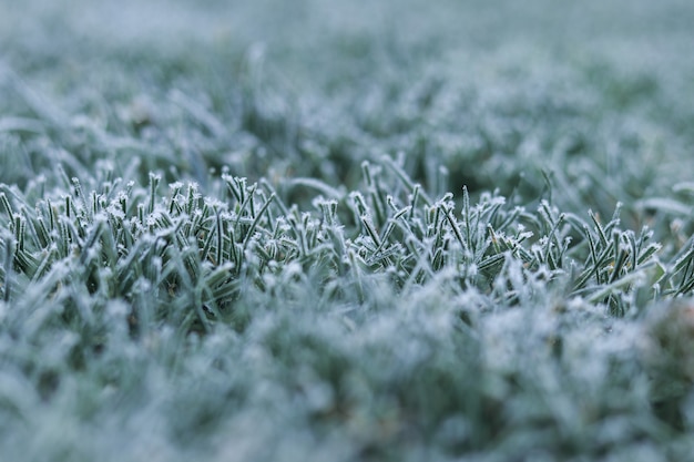 Foto geada da manhã na grama verde no início do inverno