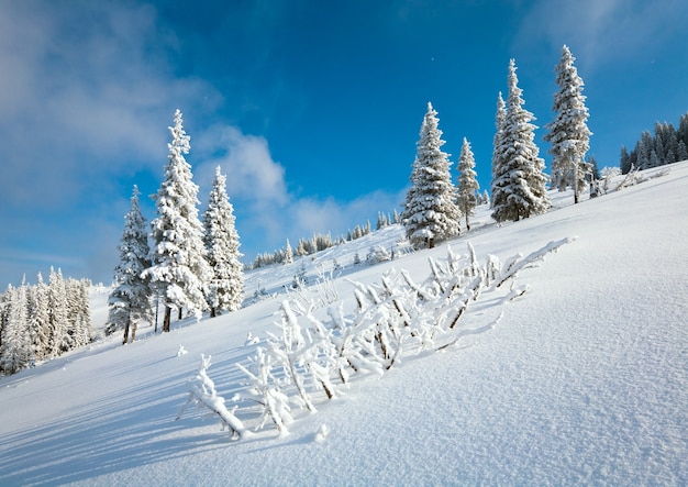 Geada de inverno e pinheiros cobertos de neve na encosta da montanha no fundo do céu azul