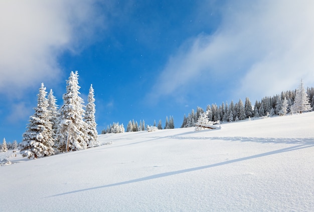 Geada de inverno e pinheiros cobertos de neve na encosta da montanha no fundo do céu azul