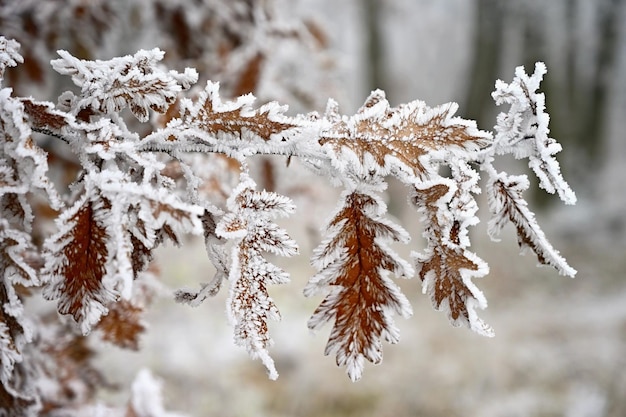 Geada e neve nos galhos Fundo sazonal de inverno bonito Foto da natureza congelada