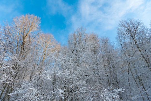 Geada em árvores crescendo em direção ao céu na floresta de inverno no céu azul.