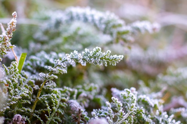 Geada em brotos verdes de plantas no final do outono, início do inverno