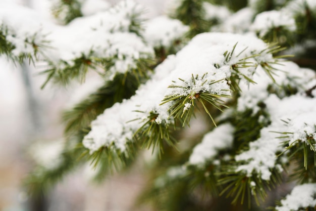 Geada em folhas de abeto nevando no jardim de inverno Abeto congelado com fundo de flocos de neve