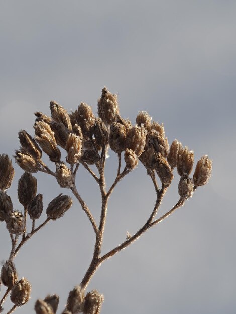 geada em plantas secas