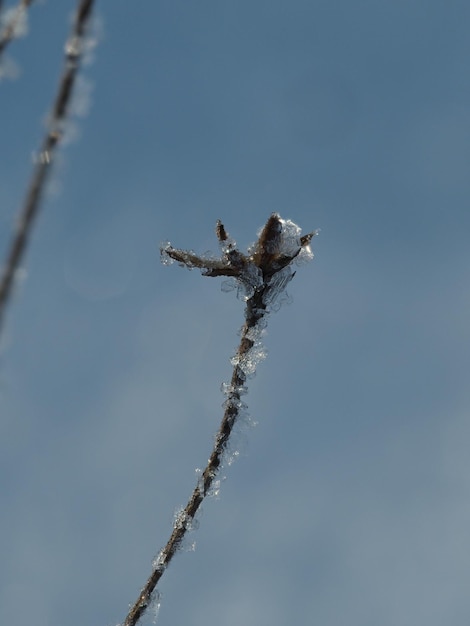 Foto geada em plantas secas