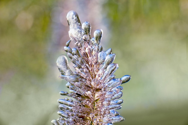 Geada em uma planta em uma manhã fria de inverno