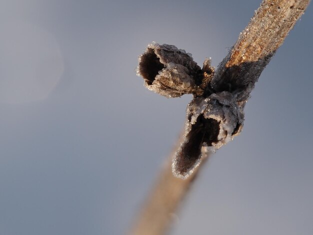 Foto geada em uma planta seca em um prado de inverno