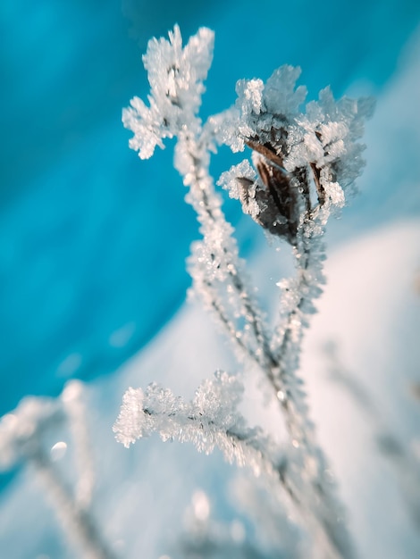 geada na árvore de galho no início do inverno