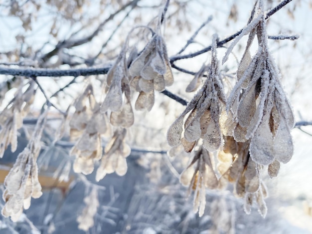 geada na árvore de galho no início do inverno