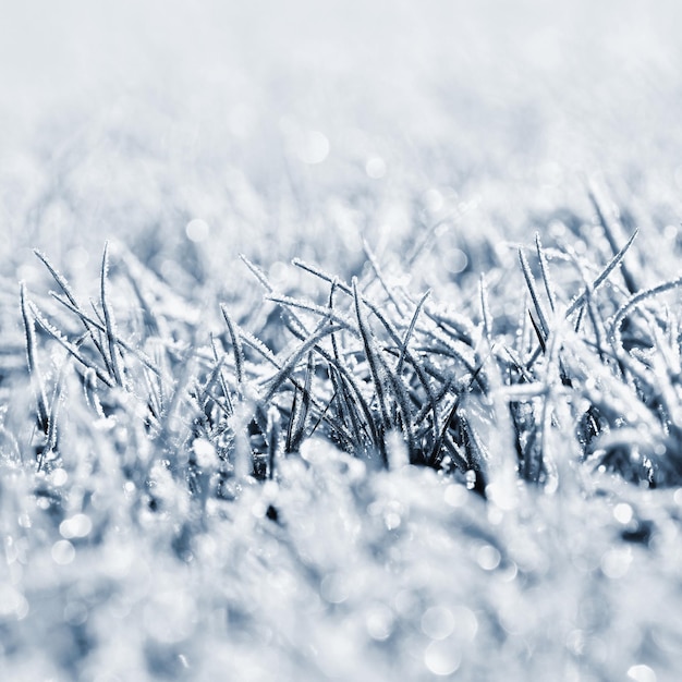 Geada na folha de grama Fundo natural sazonal de inverno bonito