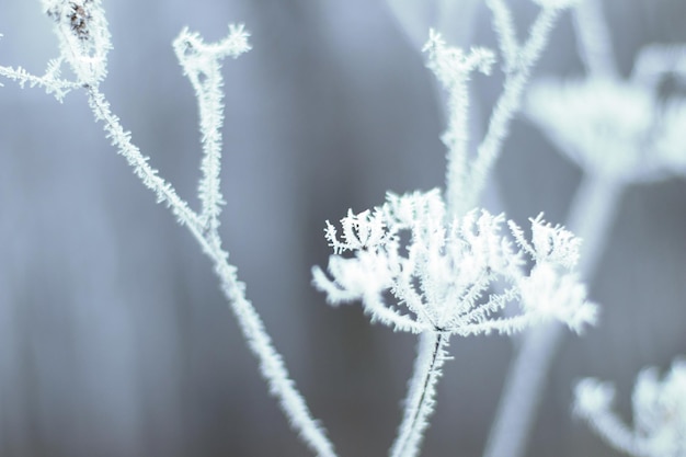 Geada na grama. Grama fosca no dia frio de inverno, fundo natural. Grama seca coberta com geadas frágeis em dia frio de inverno