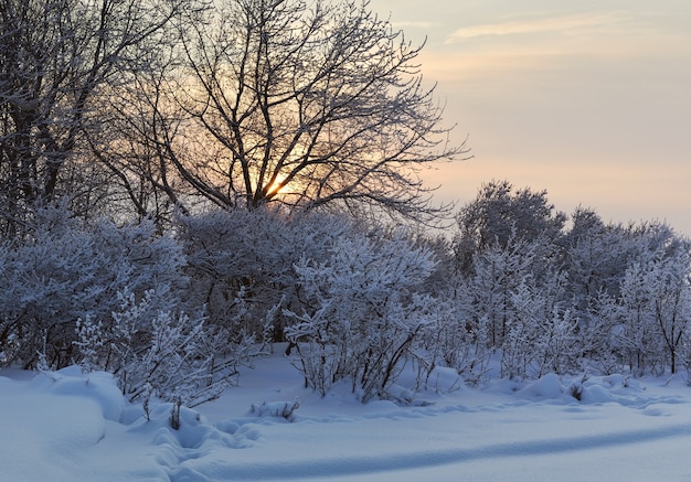 Geada nas árvores no inverno