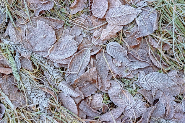 Geada nas folhas caídas do outono Primeiras geadas do inverno Fundo do inverno do outono