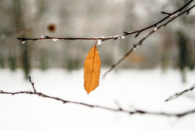 Geada nas folhas nevando no jardim de inverno ramo congelado com fundo de flocos de neve