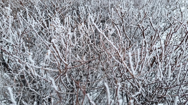 Geada severa Ramos congelados Ramos na neve