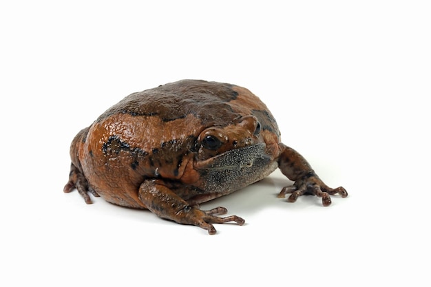 Gebänderter Ochsenfrosch (Kaloula pulchra) Nahaufnahme Gesicht auf weißem Hintergrund