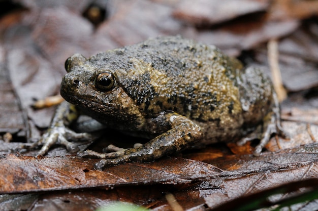 Gebänderter Ochsenfrosch oder asiatische Schmalmaulkröte