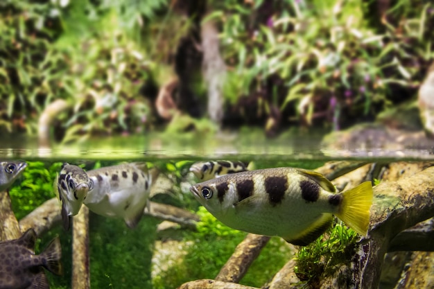 Gebänderter Schützenfisch, Nahaufnahme im Mangrovenwasser