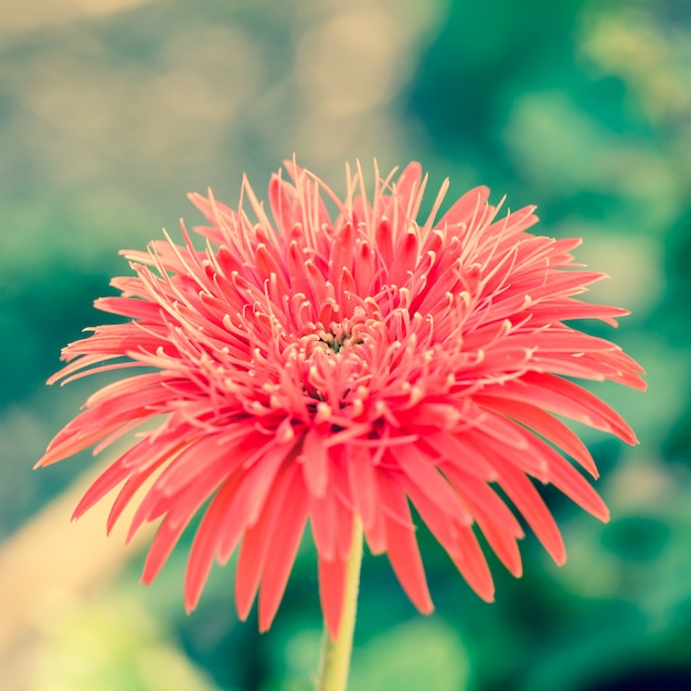 Gebera flor close-up