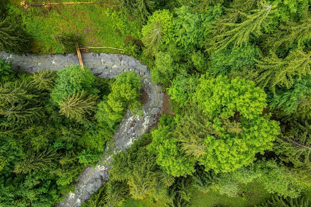 Gebirgsfluss, der durch den grünen Wald in den Alpen der Schweiz schwimmt