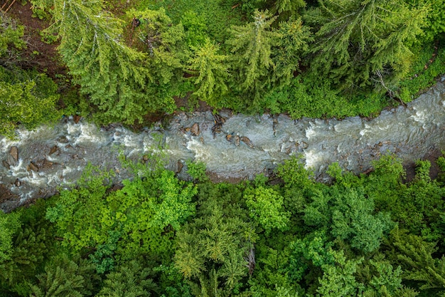 Gebirgsfluss, der durch den grünen Wald in den Alpen der Schweiz schwimmt