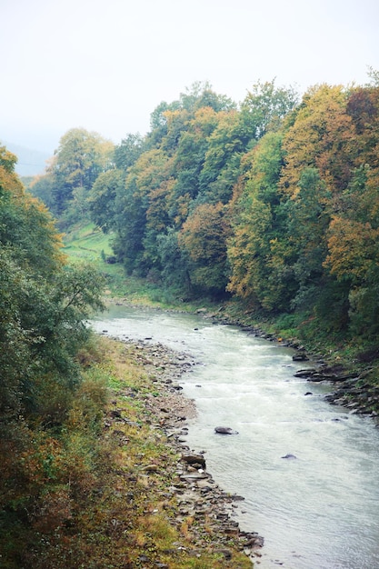 Gebirgsfluss, der durch Wald fließt