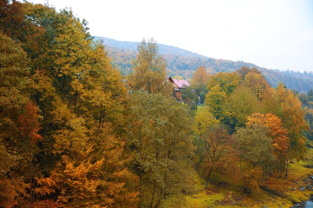 Gebirgsfluss, der durch Wald fließt