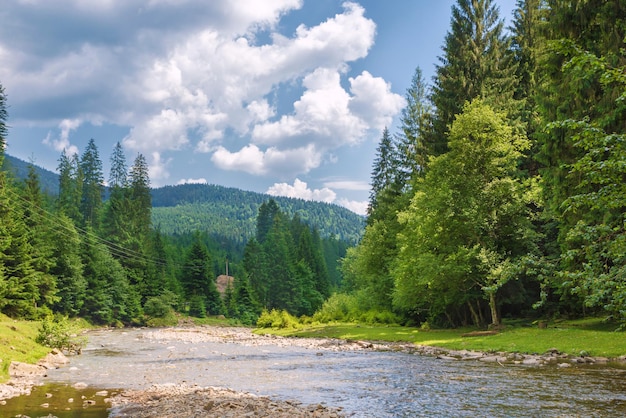 Gebirgsfluss im Wald auf einem Hintergrund von Bergen. Sommerlandschaft