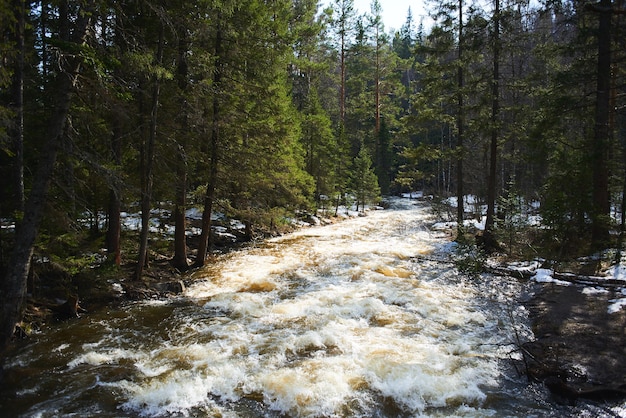 Gebirgsfluss im Wald