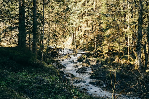 Foto gebirgsfluss mit verstopfungen aus dichten nadelwaldsteinen