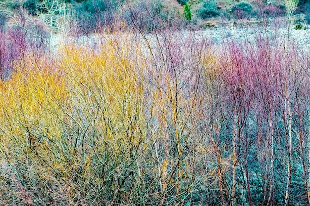 Gebirgsgrüne Frühlingstaldorf-Baumlandschaft