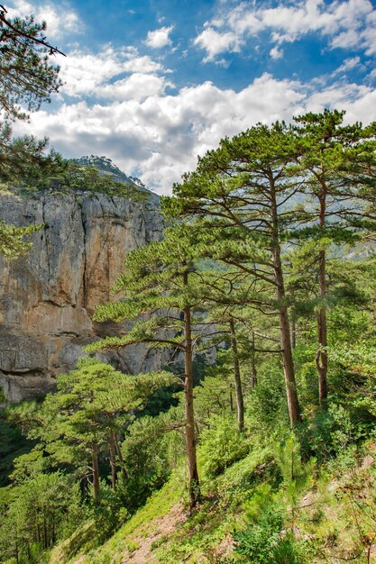 Gebirgslandschaft mit steilen Klippen und Nadelbäumen Pinien auf Hängen an klarem Tag