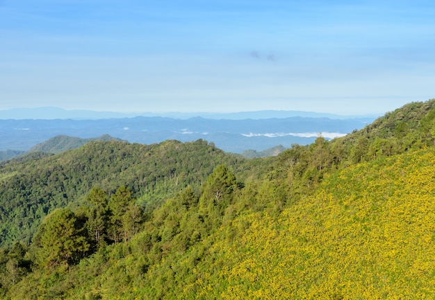 Gebirgsnaturlandschaft mit der mexikanischen Sonnenblume, die in Meahongson, Thailand blüht.