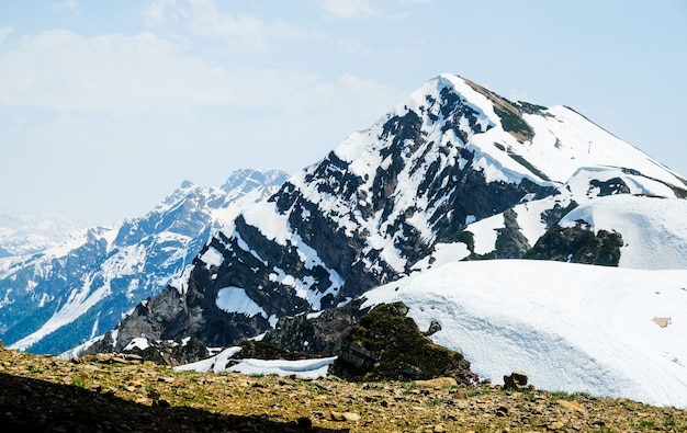 Gebirgsrosengipfel im Frühjahr, Sotschi, Russland