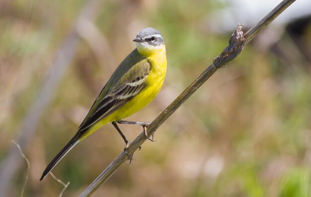 Gebirgsstelze Motacilla flava Der Vogel sitzt auf dem Stängel der Pflanze