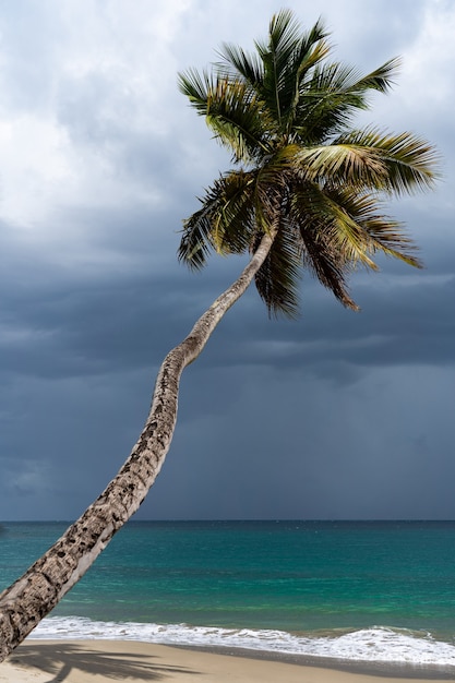 Foto gebogene palme am strand mit stürmischen wolken und buntem seereise- und urlaubskonzept