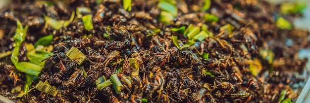 Gebratene Insektenwanzen, gebraten auf Street Food im thailändischen Banner-Langformat