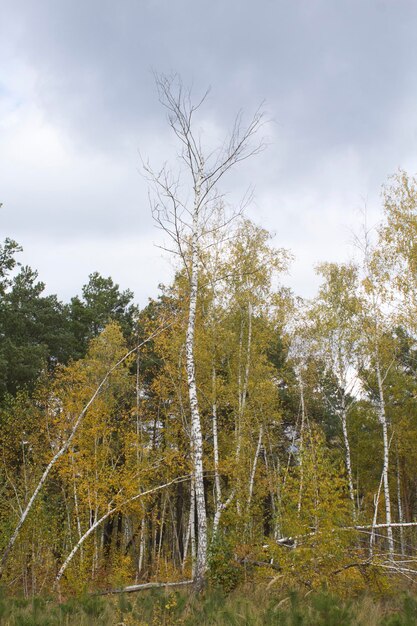 Gebrochene Birke im Herbstwald Nahaufnahme