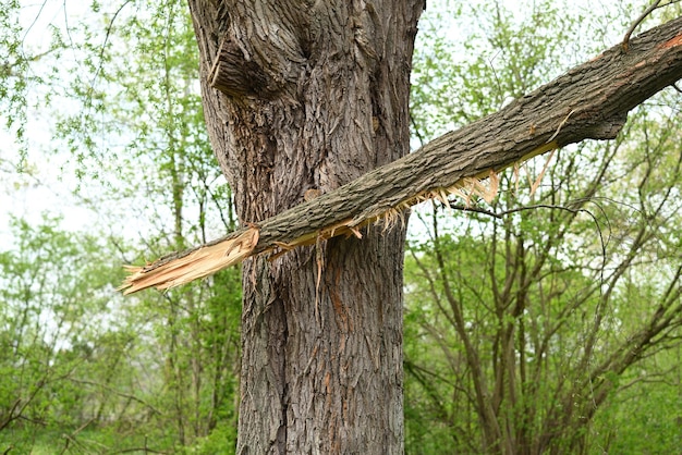 Gebrochener Baum im Wald nach Hurrikan