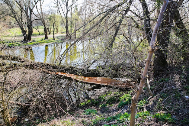 Gebrochener Baum in der Natur nahe dem Fluss Ökologische Katastrophe