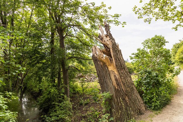 Gebrochener Baumstamm Ein großer und alter Baum, der durch einen starken Wind oder einen Hurrikan gebrochen wurde