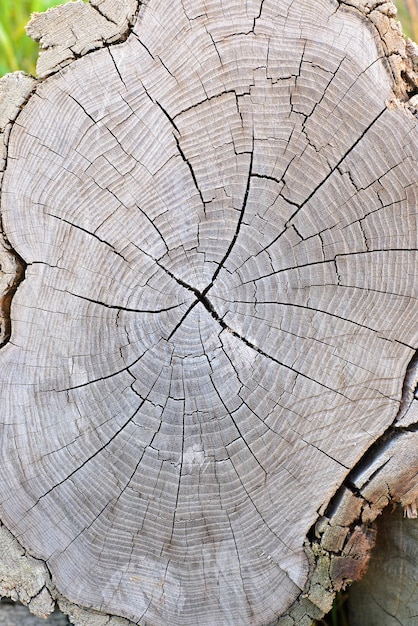 Gebrochener Protokollhintergrund des gebrochenen Abschnitts des alten trockenen Holzes