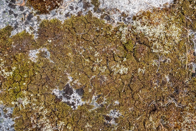 Gebrochenes altes Moos auf einer Felswand aus Granit im Freien Natürliche strukturierte Oberfläche