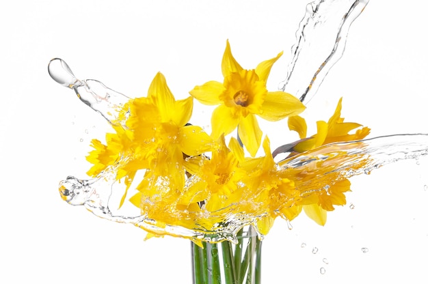 Gebundene Narzisse isoliert auf weißen Sommerblumen im Glas mit Wasserspritzern, mit Reflexion